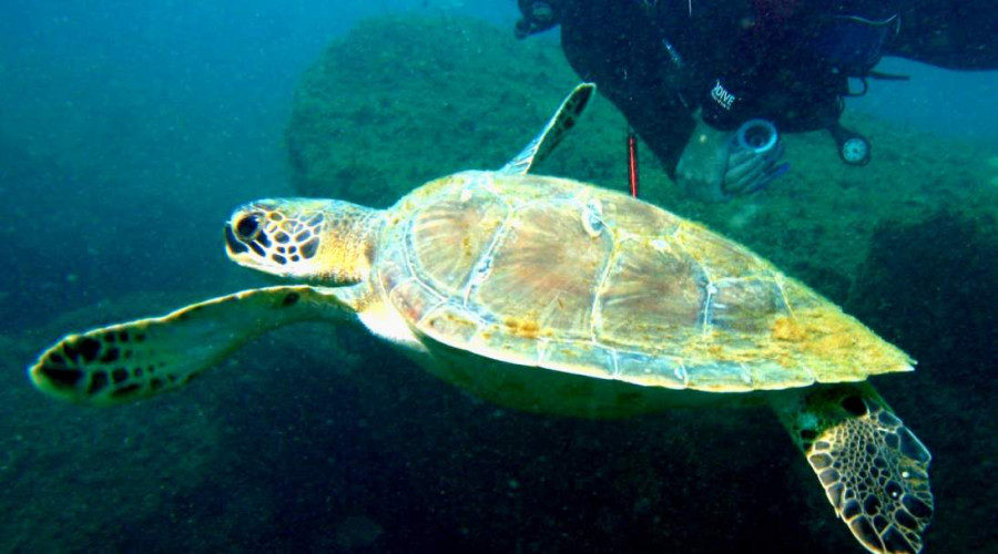 Bombinhas: um guia completo sobre a capital do Mergulho Ecológico